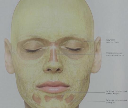 É assim que a gordura subcutânea é distribuída na nossa cara (amarelo). Nos músculos circulares da camada olhos de tecido conjuntivo contém quase nenhuma gordura