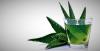 Aloe vera: propriedades úteis de plantas que você tem em sua janela