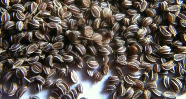 Sementes de aipo - sementes de aipo 