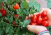 6 benefícios surpreendentes do tomate para a saúde