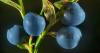 7 razões para comer blueberries