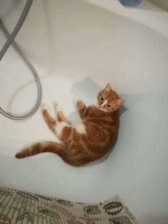 Demonstrações de "especialistas" sobre os perigos da lavagem frequente meu gato provavelmente concordaria :))