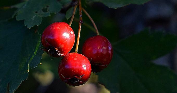 Hawthorn - frutas de pilriteiro