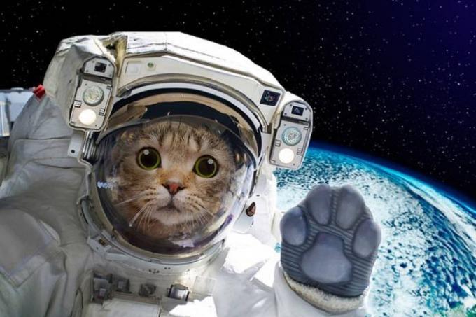 fotos engraçadas de gatos para um bom humor para o dia inteiro