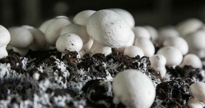 Cogumelos - mushroomy champignon