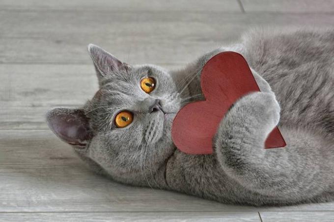 15 fatos sobre gatos que lhes ainda mais ama fazer