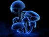 Os cogumelos mágicos, depressão vencedora