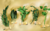 8 ervas que cura o trato respiratório