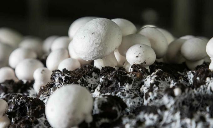 Cogumelos - cogumelos