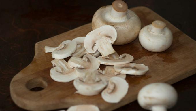 Cogumelos - cogumelos