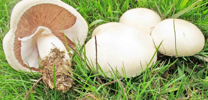 Cogumelos - champignon