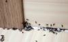 Como forma rápida e permanentemente se livrar das formigas na casa