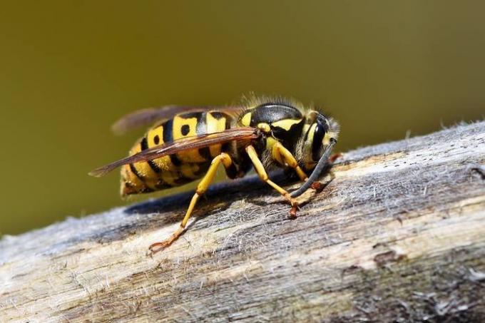 Picado por uma vespa: como ajudar o seu filho