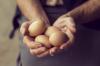Tudo o que você queria saber sobre ovos de galinha: 5 fatos essenciais