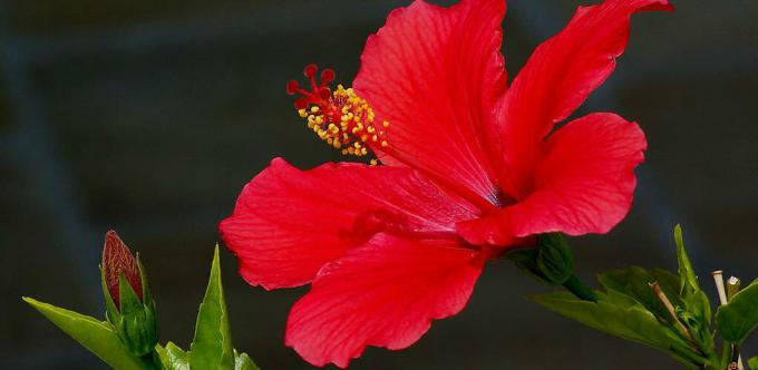 Hibiscus - hibisco