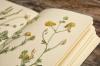 5 segredos para coletar um herbário de verão com uma criança